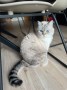 Simba_Nala (3)